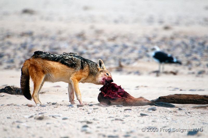 20090605_155649 D300 (1) X1.jpg - Various stages of the Jackal feeding on the seal